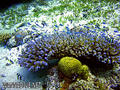 scuba diving photo