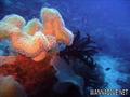scuba diving photo
