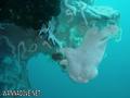 scuba diving photo