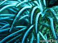 scuba diving photo