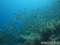 scuba diving photo