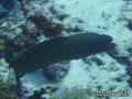 scuba diving photo