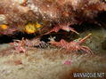 scuba diving photo