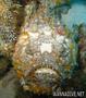 scuba diving photo