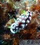 scuba diving photo