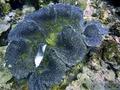 scuba diving photo