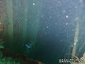 scuba diving photo