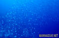 scuba diving photo