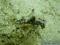 scuba diving photo