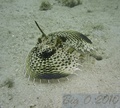 scuba diving photo