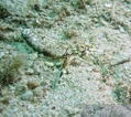 scuba diving photo