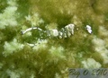 scuba diving photo