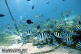 scuba diving photo