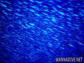 scuba diving photo