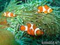 scuba diving photo
