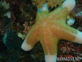scuba diving photo