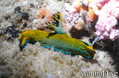 scuba diving photo