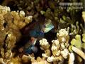 scuba diving photo