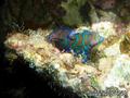 scuba diving photo