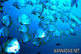 scuba diving photo