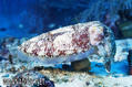 scuba diving photo