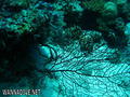 scuba diving photo