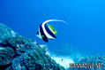 scuba diving photo