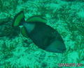 scuba diving photo