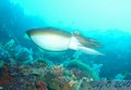 scuba diving photo