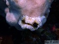 scuba diving photo