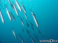 scuba diving photo