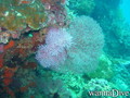 scuba diving photo