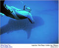 scuba diving photo