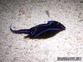 scuba diving photo
