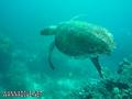 scuba diving photo