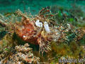 scuba diving photo