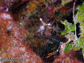 scuba diving photo