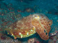 scuba diving photo