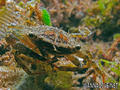scuba diving photo