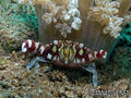 scuba diving photo
