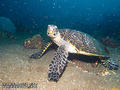 scuba diving photo