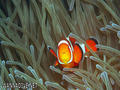 scuba diving photo