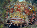 scuba diving photo