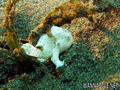 scuba diving photo