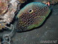 scuba diving photo