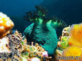 scuba diving photo