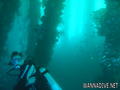 scuba diving photo