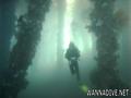 scuba diving photo