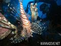 scuba diving photo