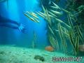 scuba diving photo